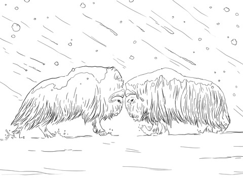 Musk Oxen Fighting Coloring Page